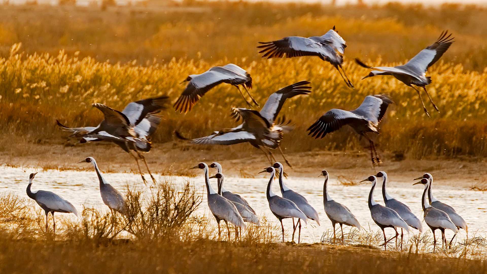 Flyway Rides The East Asian-Australasian Flyway Partnership - EAAFP MOP12